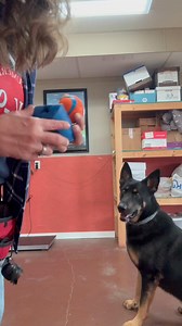 #lakecumberlandk9 #dogtraining101 #dogtraining #obedience #gsd #obedience101 | Lake Cumberland K-9 Training Center, LLC | Facebook