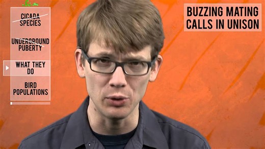 The cicadas are coming!