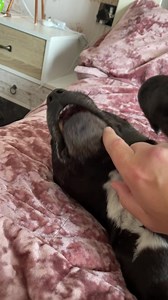 17K views · 845 reactions | Think Lula needs to go the dentist 醴 for a oral hygiene checkup. ☠️⚠️勞﫣濫冷 | Staffy Lover | Facebook