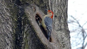 Birders: The Central Park Effect - Apple TV
