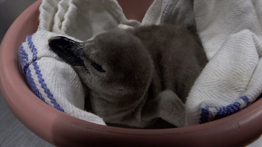 Egg-cellent news: Fuzzy Humboldt penguin chick hatches at Oregon Zoo