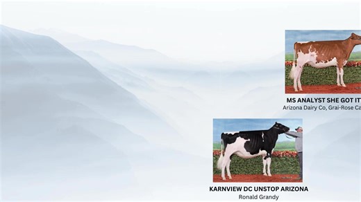 🏆Here are the Holstein Heifer All-Canadian nominations for the 2023 show season!🏆 🏆Voici les nominations pour le concours des génisses Holstein All-Canadian pour la saison des expositions 2023!🏆 | Holstein Canada