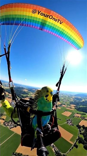 Paragliding Parakeet #paragliding #bird #extreme