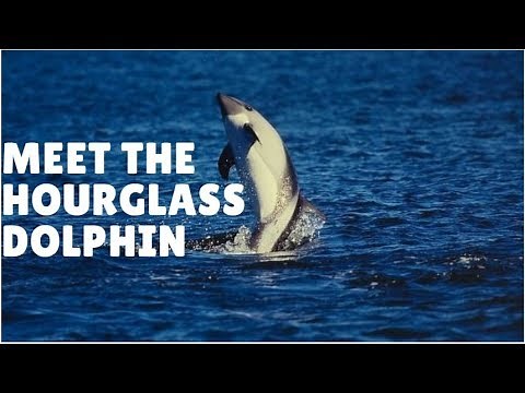 Meet The Hourglass Dolphin