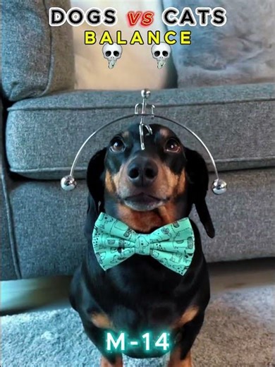 DOGS VS CATS BALACE who wins? #dog #cat #trolledit #trollface