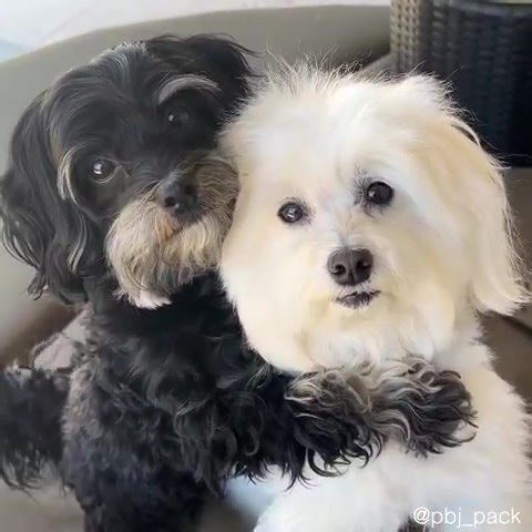 3.2M views · 510K reactions | Do you need a hug? Jax is always ready to share some love! Happy #HugHoliday!! #pbjpackhugs | PBJ Pack | Facebook