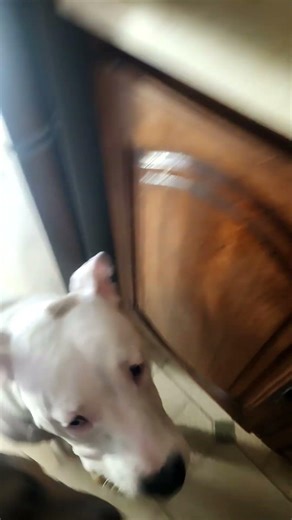 we all scream for ice cream.....