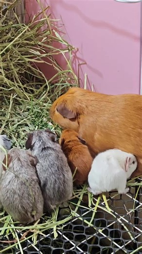 Adorable Guinea Pig Moments to Brighten Your Day