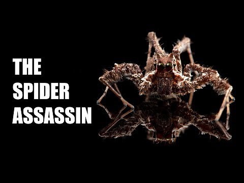 Portia - the spider assassin