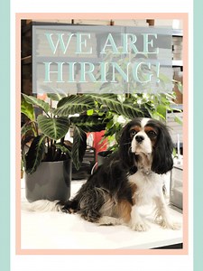 WE ARE HIRING! 🎉 Looking for multiple Travel Sales Executives! Find out more about the job: http://www.petspyjamas.com/about/careers/ Send your CV & Cover Letter to: hiring@petspyjamas.com | PetsPyjamas