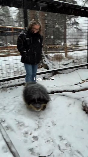 It’s a winter wonderland on the zoo trails! Porcupines Sasha, Little Phil and Quillsty spent yesterday afternoon’s education training session in the fresh snow ❄️ Our daily winter hours are 10-4, last entry at 3:30. Visit our events page at alaskazoo.org to see what’s coming up next week on Veterans Day and our Wildlife Wednesday talk with Bear Dogs from @windriverbearinstitute 📸 Zoo Educator Tracy | The Alaska Zoo