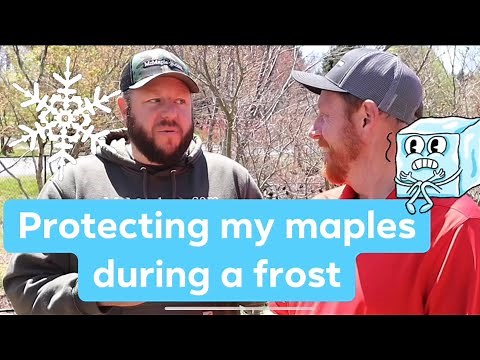 How To Protect Your Japanese Maple From Frost