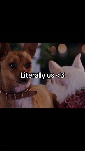 Beverly Hills Chihuahua Chloe and Delgado — Cute Couple Moments