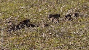 春の公園、雀の家族の日光浴