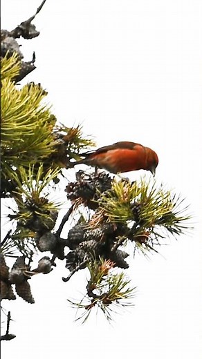 Red crossbill bird foraging