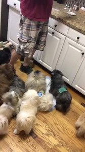 We said we’d show you our lives at the rescue and sanctuary. Here is Dave giving nightly med treats and treats (because it’s not fair to leave anyone out). It’s the innocence and contentment shown here that brings tears to our eyes and proves that it’s all worth it. We are half way through the month of our annual food drive. Your donations help us to continue to save and care for dogs, no matter their health. If you can, please help us toward our goal. We spend over $6,000 each year just in food