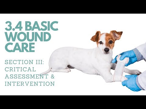 3.4 Dog Cut His Paw- Wound Care for Pets︱Pet First Aid Course