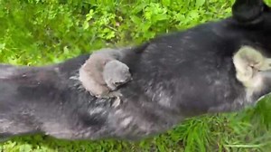 To license this content please click here: https://www.jukinmedia.com/licensing/view/1204930?utm_source=RMsocialpost&utm_medium=RMsocialpost | Jukin Copyright Management | Facebook