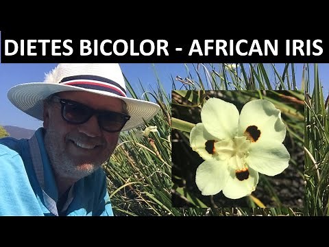 All about our African Iris - Dietes bicolor