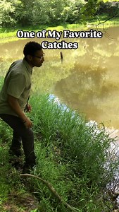 Throwback to catching my first large Common Snapping Turtle (Chelydra serpentina), I like to go back to this video every now and then because people seem to like it haha! The good ole days before the turtles were so much larger lol! 🐢🌊🐢🌊🐢🌊🐢🌊🐢🌊🐢🌊🐢🌊🐢🌊 #wildlife #nature #instagramreels #naturephotography #wildlifeplanet #animals #wildlifewarriors #wildlifephoto #wild #animal #naturelovers #wildlifeonearth #steveirwin #wildlifeofinstagram #wildlifeconservation #wildlifeperfection #wi