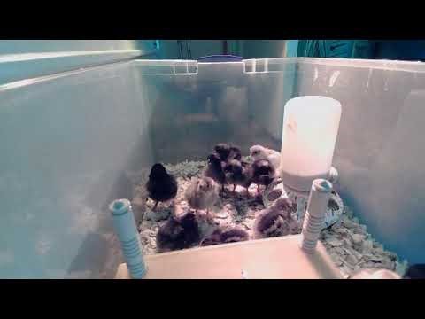 Chicken Observation