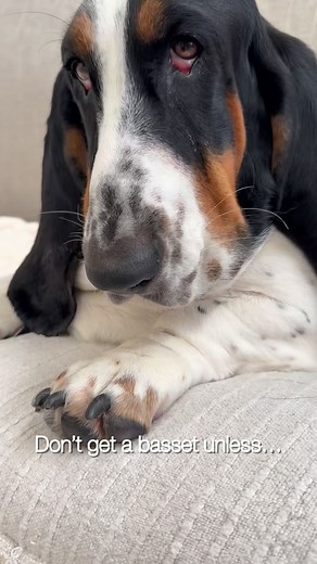 Don’t get a Basset Hound unless… #bassethound #hounddog #hound #basset #funny | Billie Basset