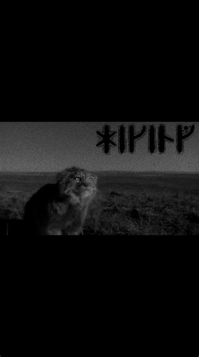 Understanding Pallas Cats: Nature and Lore