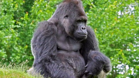 Watch what happens when deadly diseases spread from pigs to humans