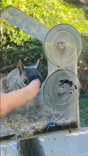 All About Squirrels!#Squirrels#education #SquirrelFacts#AnimalFacts #funscience#viral #KidsScience