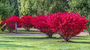 9 Perennials With The Most Colorful Fall Foliage
