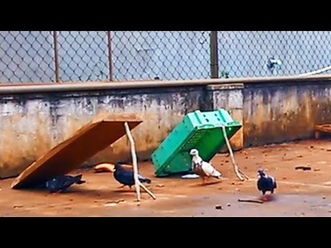Simple bird trapping (Cách bẫy chim đơn giản)