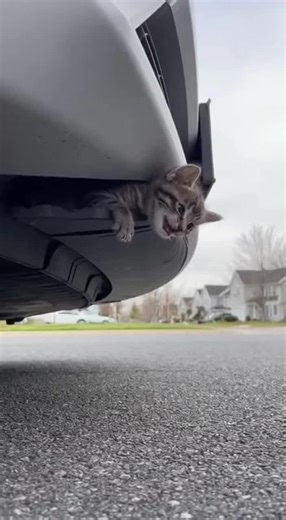 Rescue Animals: Helping a Stuck Car Passenger