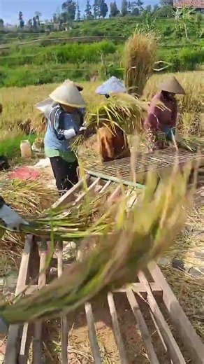 traditional harvest. #gardening #garden #combine #harvest #process