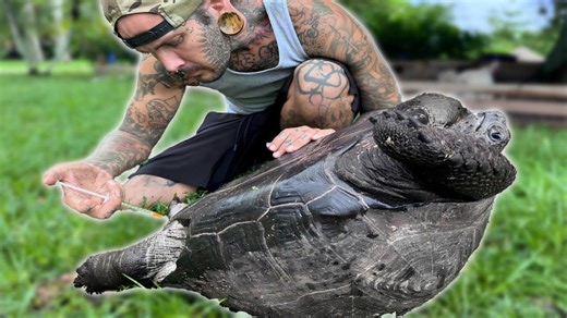 After Months Away, Chevy the Aldabra Tortoise Is Finally Home Again
