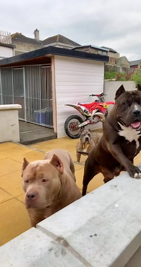 Ultimate bully’s (@ultimatebullys0)’s videos with Get Down - Nas