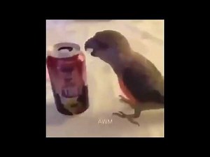 birb punches can and dances extended