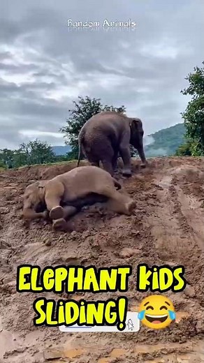 Baby Elephants Sliding Like Kids!🐘🤣