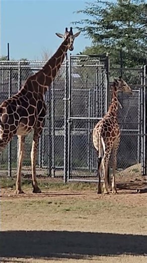 Adorable Baby Giraffe at the Zoo! 🦒💛