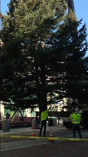 Portland, Maine's 2025 holiday tree set up in Monument Square