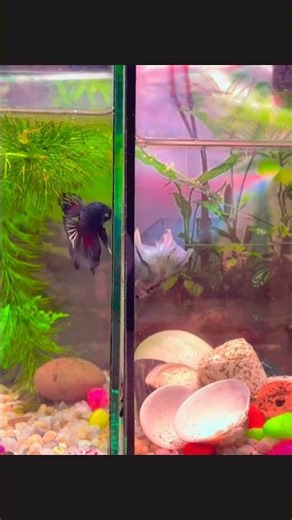 Betta Fish Beautifull So Cute #bettafish #betta #aquariumfish #shorts