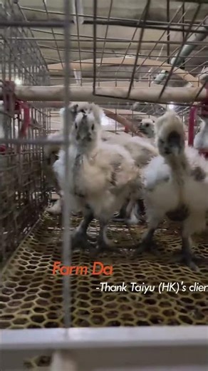 Automatic Broiler Farm System | Modern Poultry Farming | Broiler Chicken Cage