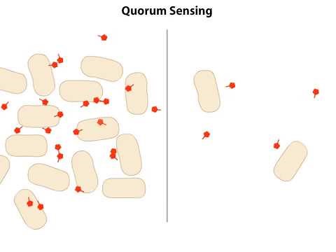 Quorum Sensing