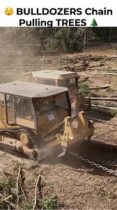 148K views · 1.3K reactions | No this is not A.I, this is a pair of Cat bulldozers tearing down a Gum Tree plantation! | Ifilmiron | Facebook