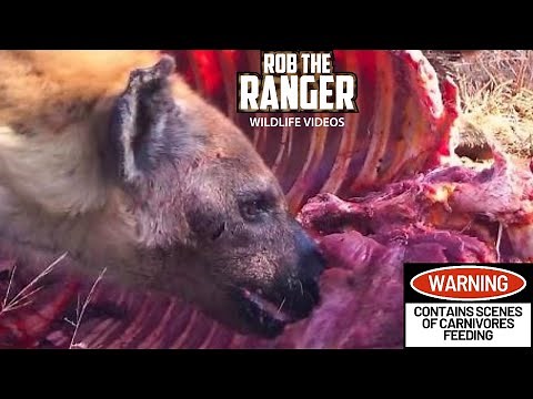 Zebra Devoured By Hyenas