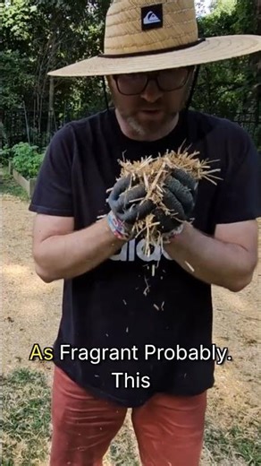 Seeding Straw vs Hay: The Smell Test 🌾 #homesteading #gardening #tips
