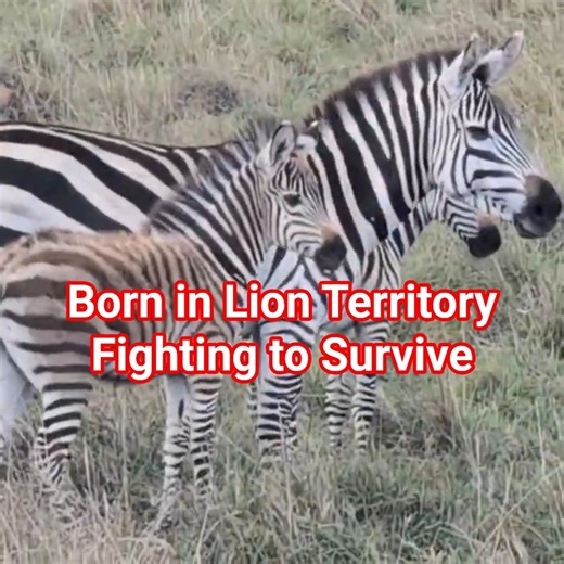 Cutest Zebra Baby Moment Caught on Camera!