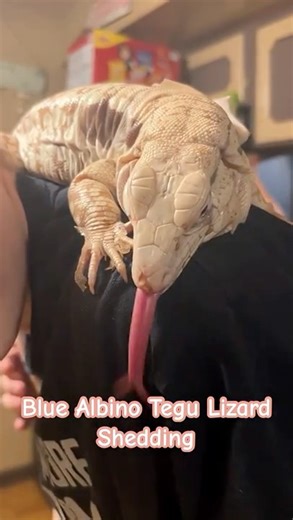 LIZARD SHEDDING blue albino tegu lizard Salvator Merianae #tegulizard #lizard #petlizard #reptiles