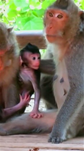 Adorable newborn baby cuddles mom and moves very lively – Wildlife worldwide earth