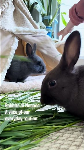 How do the rabbit care Right? #rabbit #bunny #mybunny #cute #rabbitcare