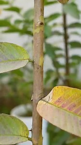 How to grow guava tree, great way to propagate guava tree by air layering using carrot凌 #gardening | Nathan & Alsop | Facebook